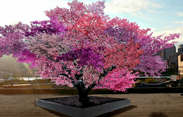 Fascinante árbol multicolor que produce más de 40 tipos de fruta