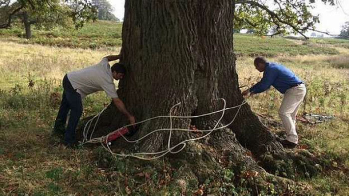 Británicos aplican inyecciones de ajo para salvar árboles enfermos
