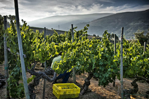 El patrimonio vitivinícola como espacio económico y cultural