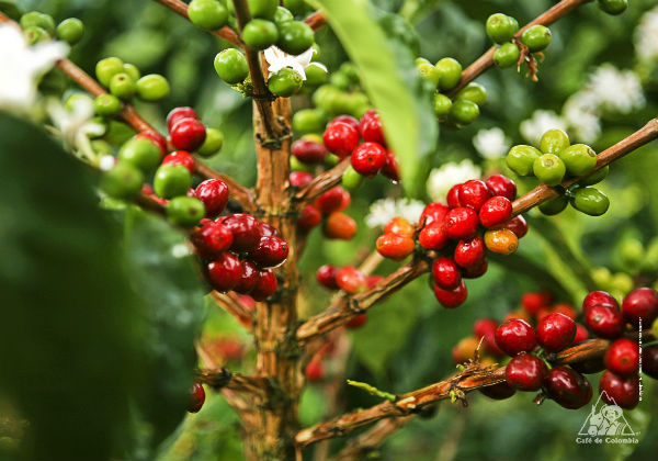 ¿Qué tiene que ver el café que tomas con los bosques del mundo?