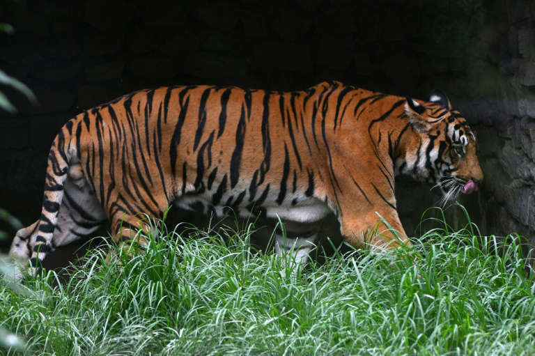 Población de tigres salvajes de Nepal casi se triplicó en 12 años