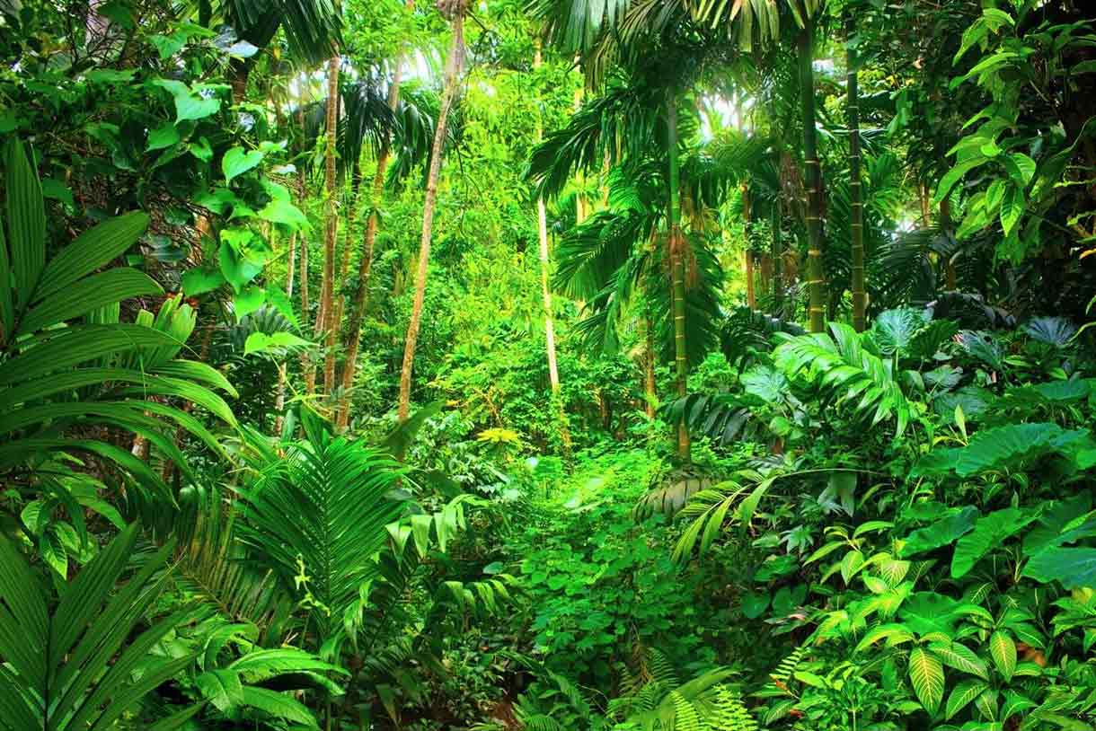 Fotosíntesis de los bosques tropicales podría fallar pronto