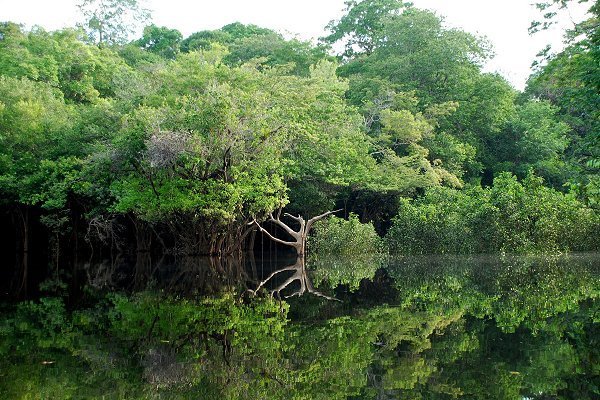Árboles que almacenan menos carbono podrían adaptarse mejor a cambios ambientales en el Amazonas