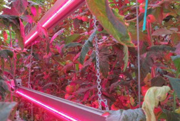 Tecnología LED se extiende en la producción de tomate