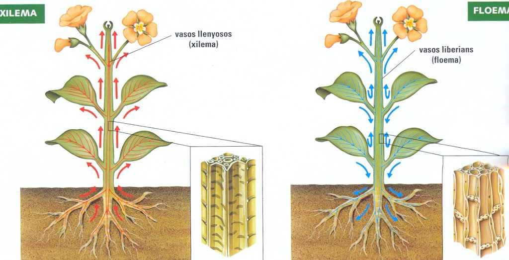 La “sangre” de las plantas: el xilema, el floema y la savia en la fisiología vegetal