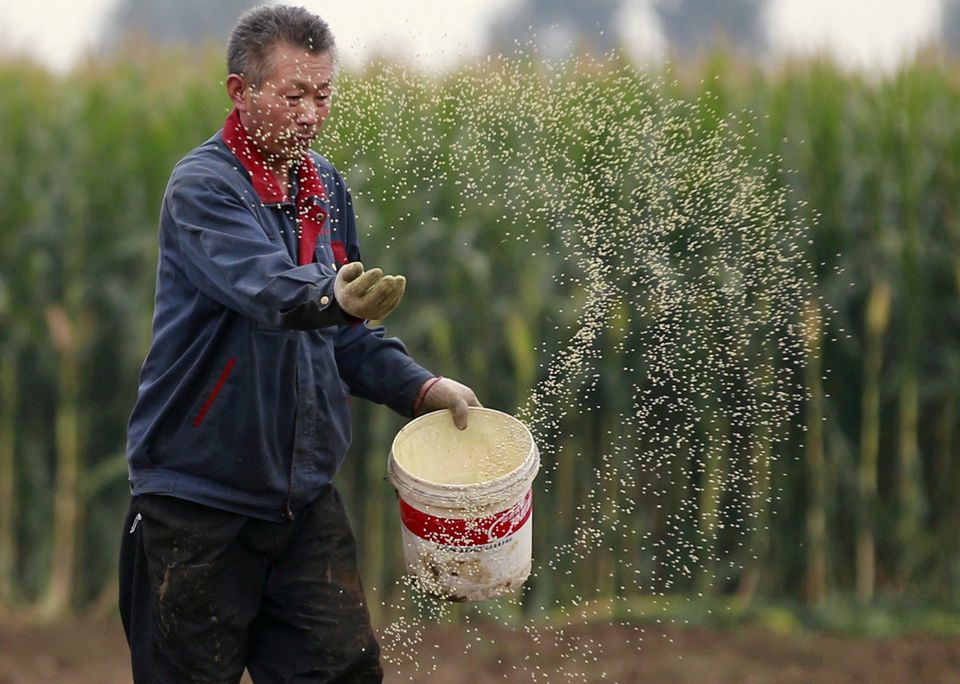 China publica nuevas reglas para permitir los cultivos editados genéticamente e impulsar la seguridad alimentaria