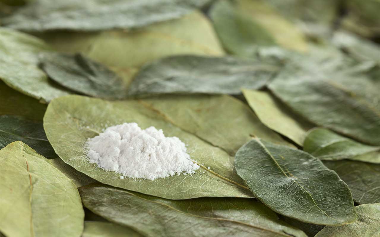 Desarrollan tabaco modificado genéticamente que produce cocaína en sus hojas, con fines de investigación médica