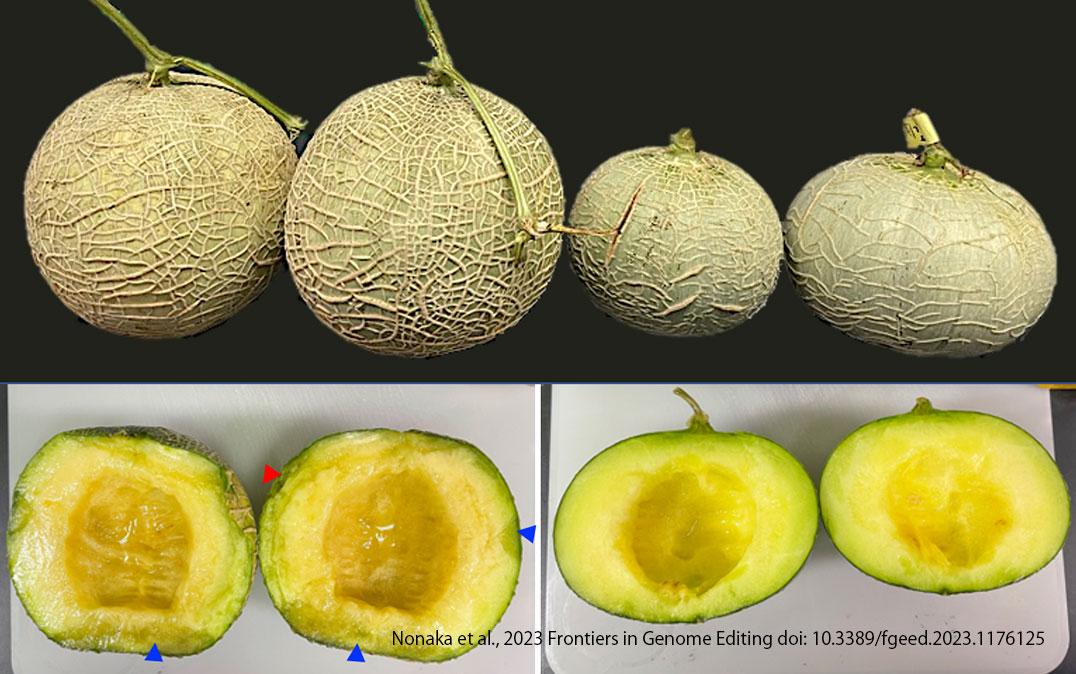 Investigadores japoneses extienden la vida útil del melón en más de 14 días usando edición genética