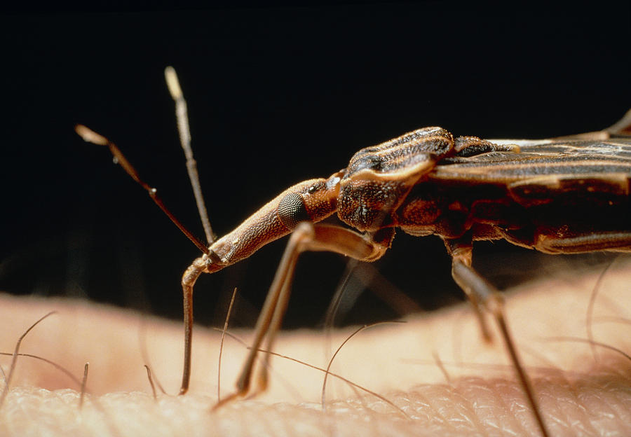 Descodificado el genoma de un vector de la enfermedad de Chagas
