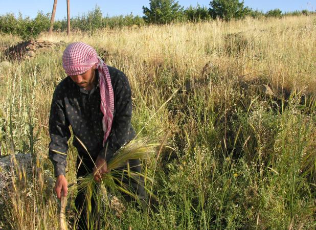 Científicos españoles sitúan el origen de la agricultura en Siria, hace 10.500 años