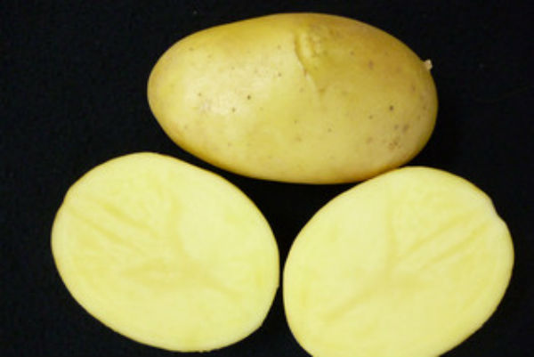 Dos nuevas variedades de patata de gran valor nutricional