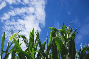 20 años de cultivo de maíz Bt en España
