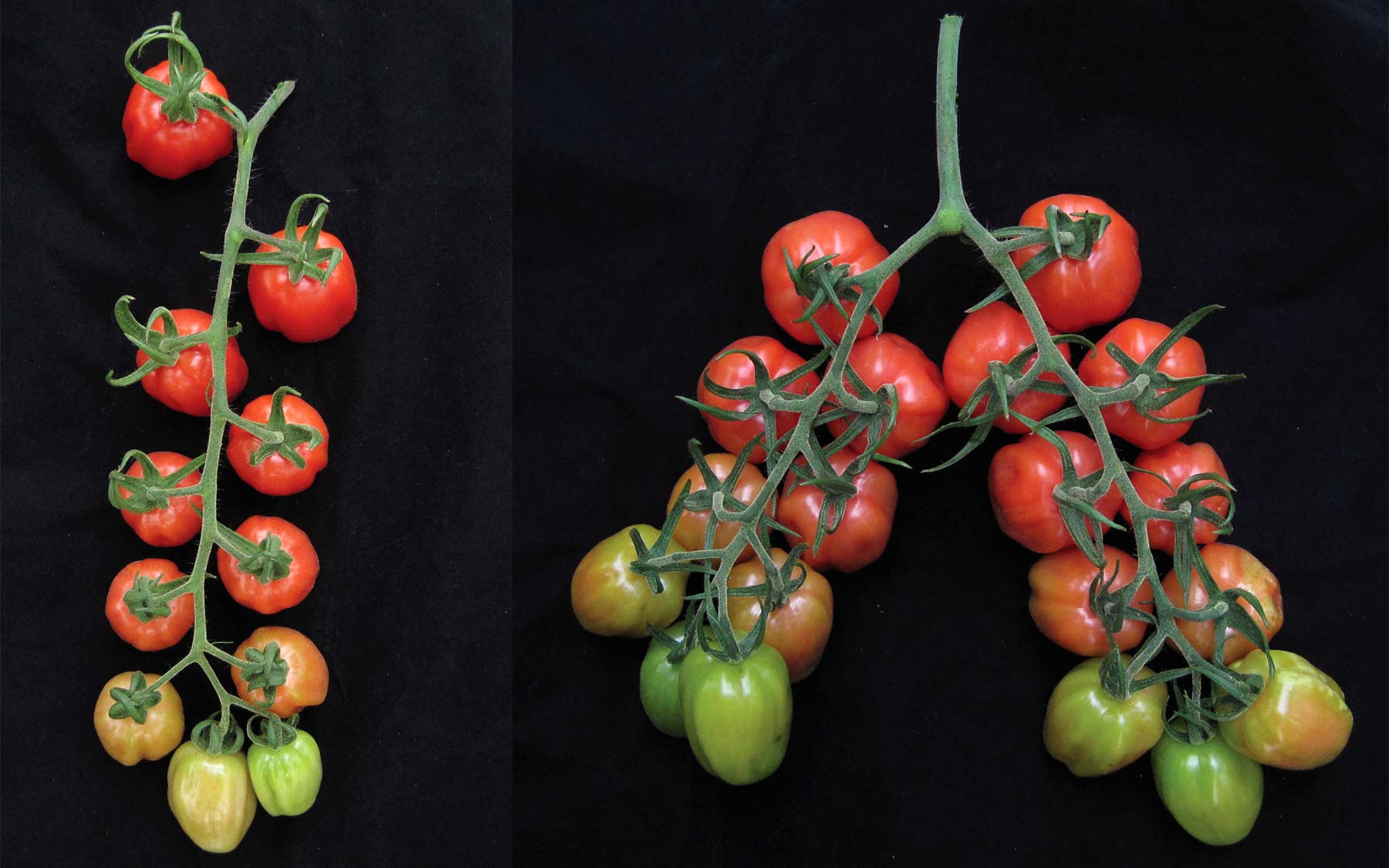 Científicos duplican la ramificación y producción de frutos en plantas de tomate