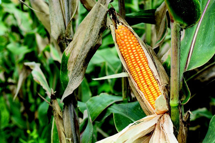 Desarrollan maíz genéticamente modificado con mayor rendimiento agrícola