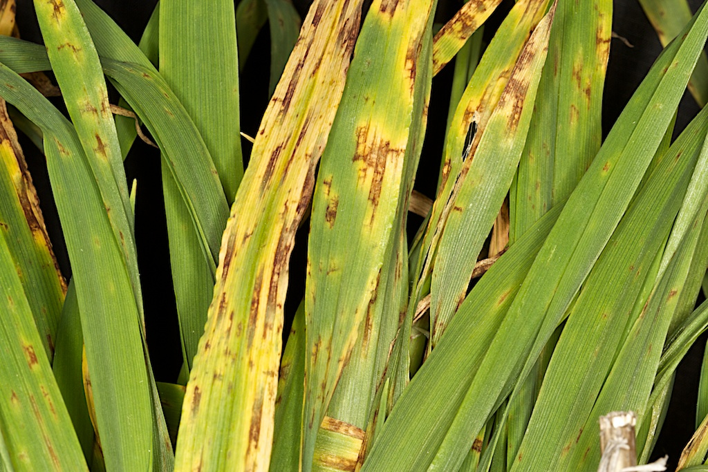 Virus del mosaico estriado del trigo: cinco prácticas para prevenir la enfermedad