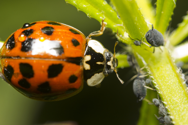 La utilización de insectos es ya una obligación para combatir las plagas en los invernaderos