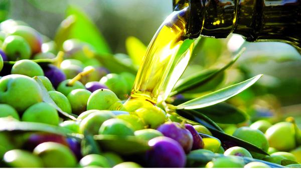 Avance importante en la recolección de aceite de oliva y aceituna de mesa