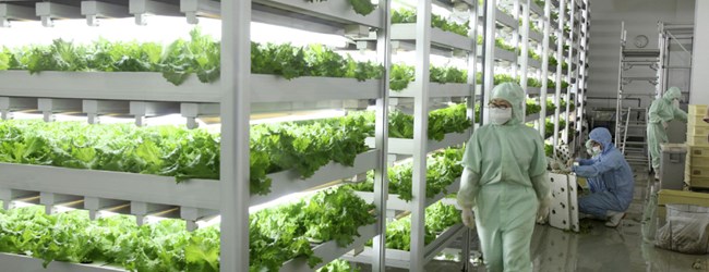 Japón abre una planta donde las lechugas crecen con luces LED