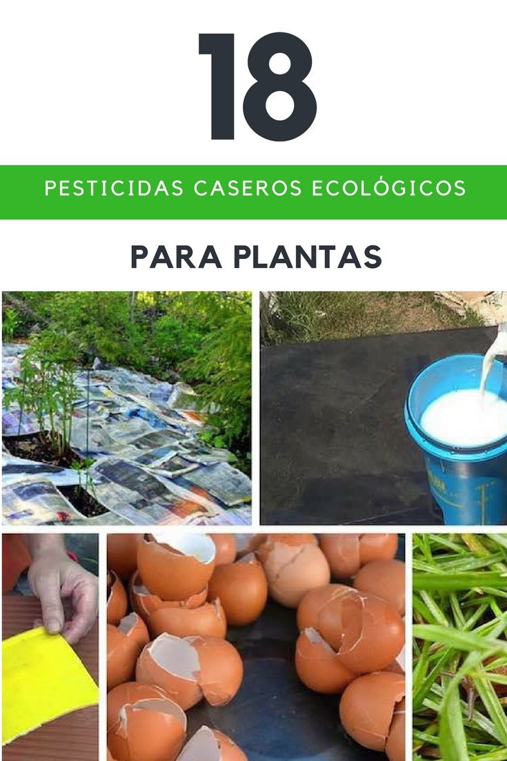18 Pesticidas caseros ecológicos para plantas
