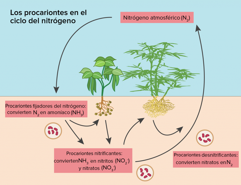 El ciclo del nitrógeno en el suelo y su importancia en la fertilización vegetal