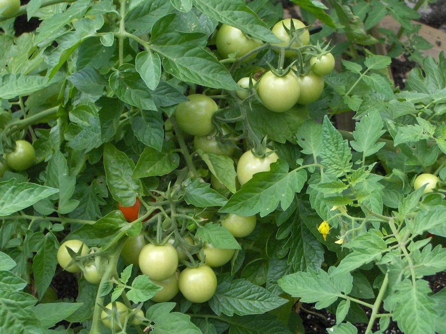 ¿Cómo se podan los tomates para que sean más grandes y sabrosos?