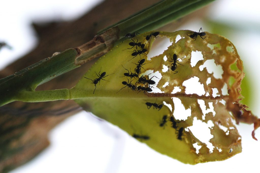 Cómo eliminar hormigas y plagas en árboles cítricos con cebos y barreras pegajosas