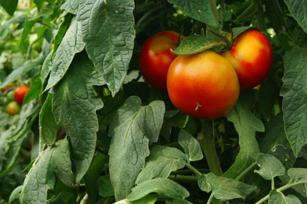 Guía imprescindible del cultivo del tomate
